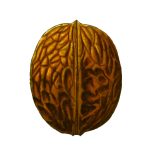 walnut 1